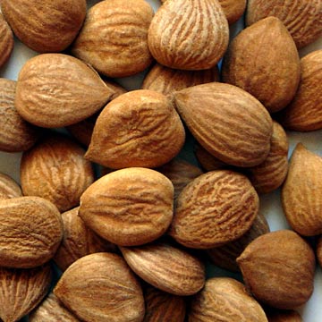 apricot-kernel