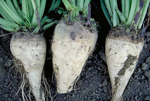 beet