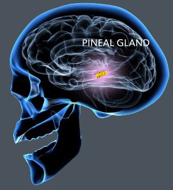 pineal_gland