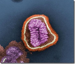 BiondVaxPharmaceuticalsbeginstestingofuniversalfluvaccine