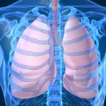 Lungs