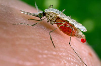 mosquitoesvax