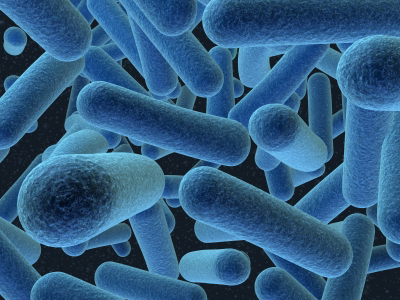 Genome Transferred Between Two Bacteria Via Yeast