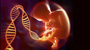 Fetal cell derived DNA