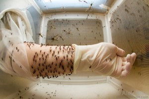 A researcher at Rockefeller University feeds her stock of yellow fever mosquitoes.